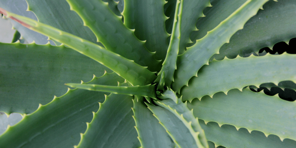 The Benefits of Aloe Vera